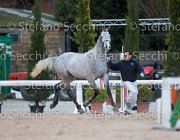 Cadoro Tosc Tour2013- S5 1627 : Arezzo, Cadoro, Cavalli d'Italia, Toscana Tour 2013, foto di Stefano Secchi ©